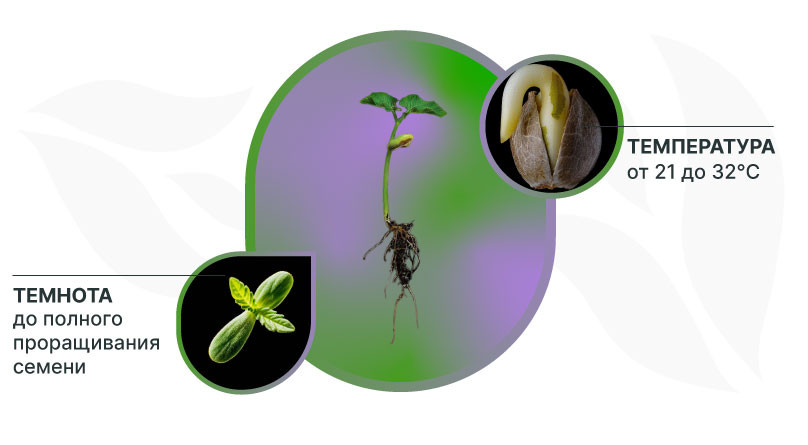 Проращивание семян Условия проращивания семян конопли