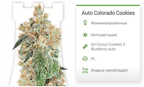 Auto Colorado Cookies fem от Dutch Passion