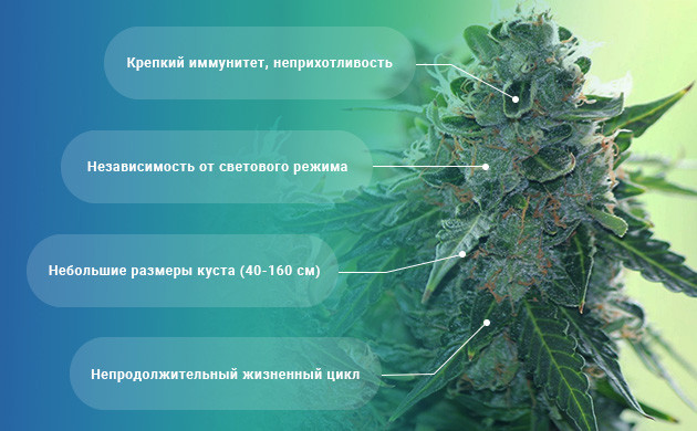 Преимущества автоцветов 4 основных плюса выращивания автоцветущих сортов