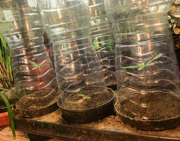 Проращивание в торфяных таблетках и пересадка в горшок Росток Runtz Muffin от сидбанка Barney's Farm