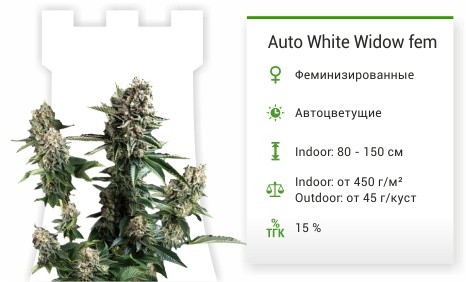 Сорт марихуаны Auto White Widow Auto White Widow fem (Pyramid Seeds)