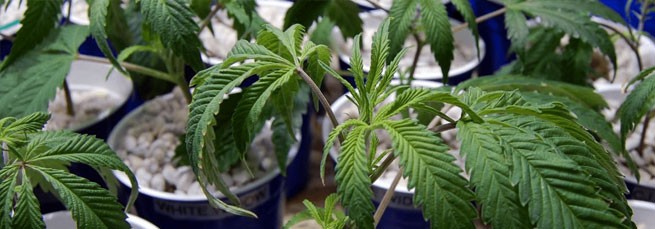 Стресс конопли от перелива