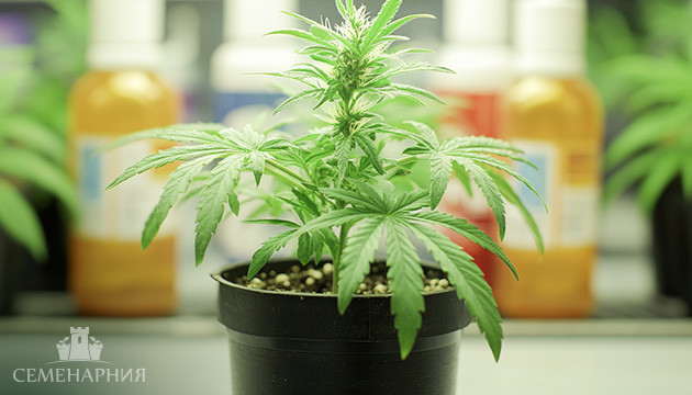 Особенности подкормки конопли Удобрения для конопли