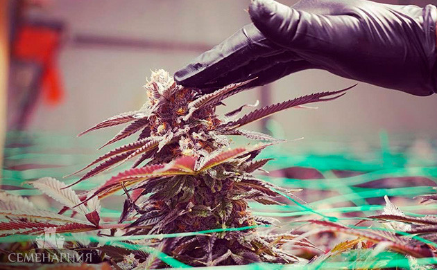 Как отличать мужские соцветия конопли от женских Соцветия марихуаны