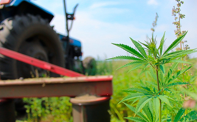 Поле технического каннабиса