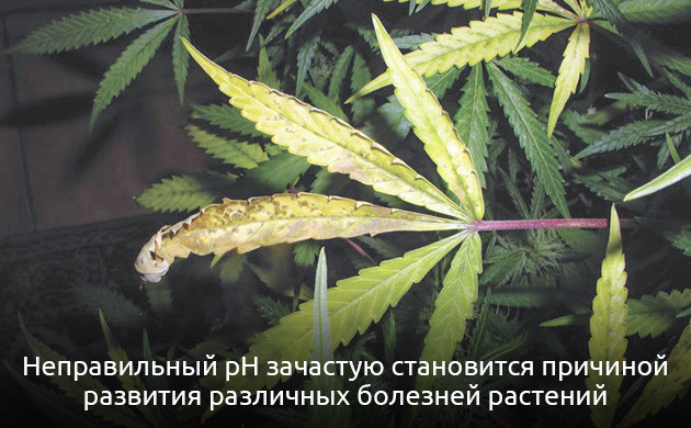 Влияние pH на рост марихуаны Как значение pH влияет на рост каннабиса?