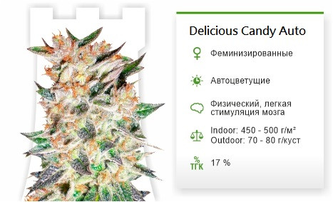 Delicious Candy Auto от Delicious Seeds