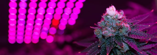 Лампы LED Наилучшее расстояние от лампы до макушки