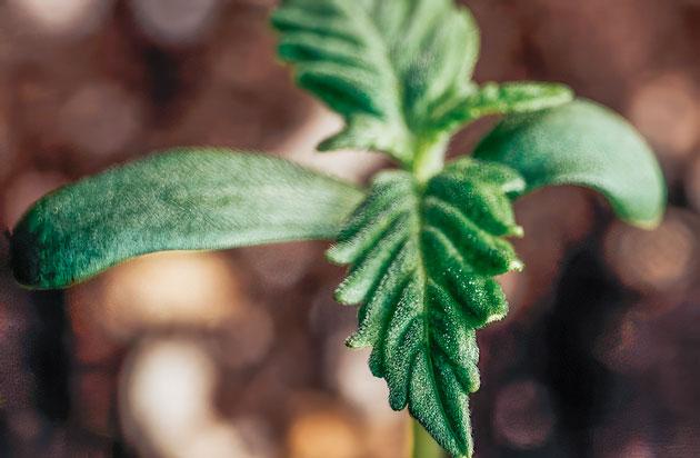 Проращивание и пересадка марихуаны Росток Lemon AK Auto от FastBuds