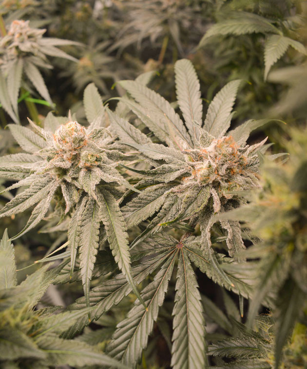 Два разных фенотипа Banana Punch Куст Banana Punch на 14 неделе выращивания