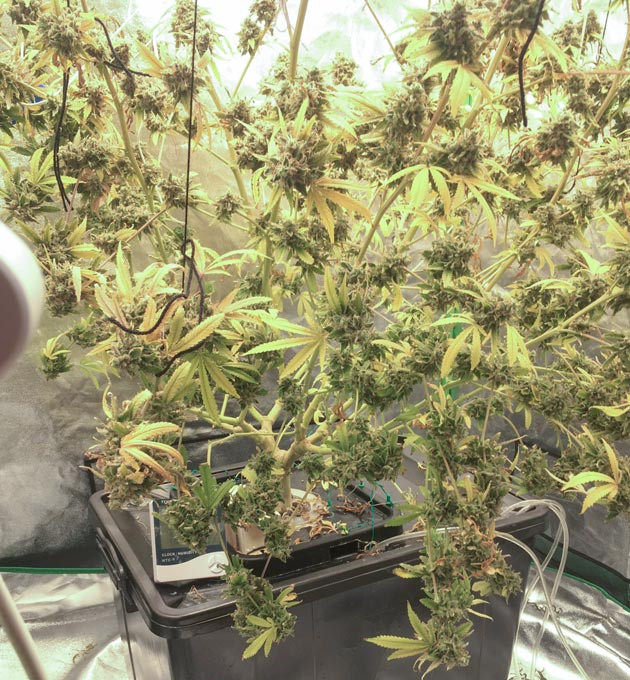 Куст DDoS #33 на 15-17 выращивания