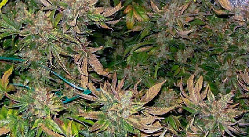 Почему у конопли сохнут листья Причины высыхания листьев конопли