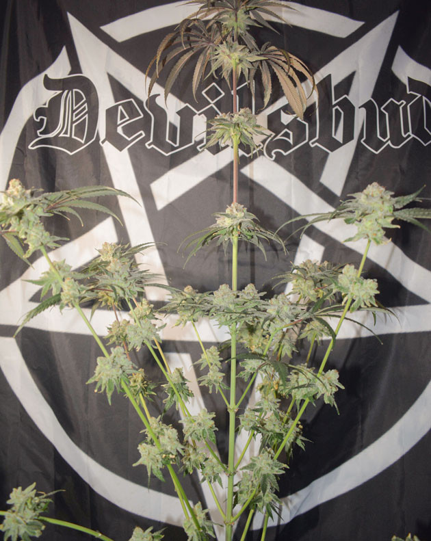 Харвест и впечатления гровера Харвест