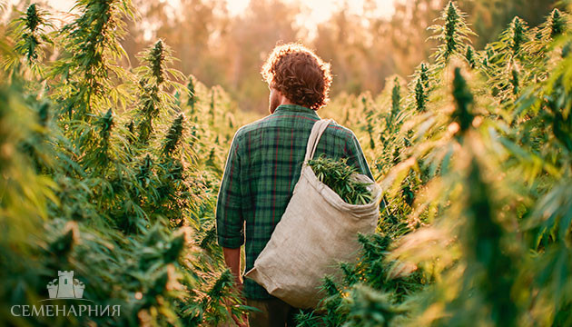 Выращивание конопли в открытом грунте Выращивание конопли в аутдоре