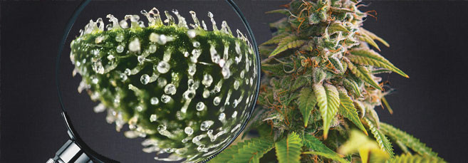 Трихомы конопли Какие существуют трихомы?