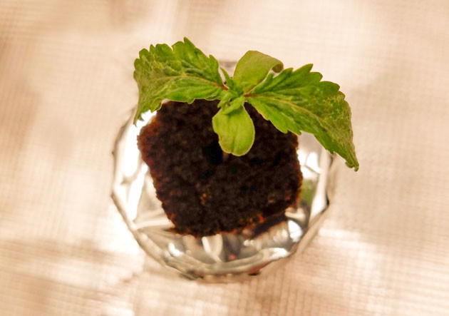 Проращивание семени и состав удобрений Проращивание семени