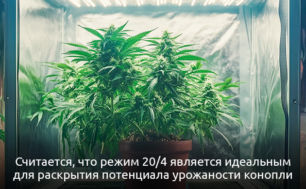 Как растет конопля при режиме 20/4 Режим 20/4