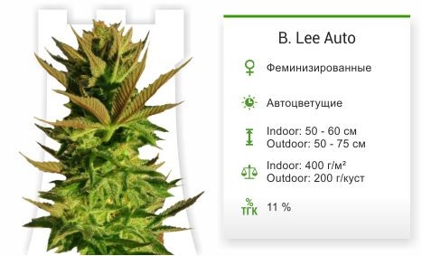 B. Lee Auto от Kannabia Seed Company