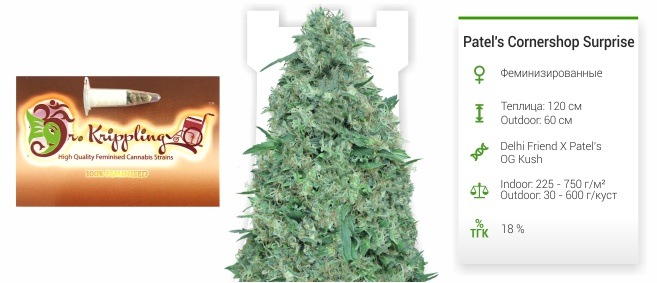 Patels Cornershop Surprise