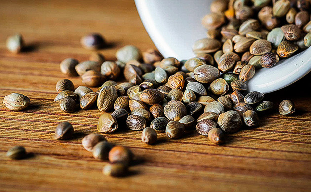 Семена технической конопли