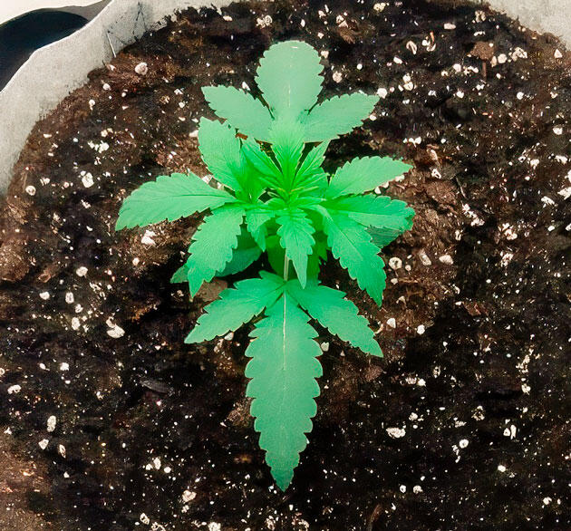 Росток Glue Sherbet от сидбанка AlphaFem Seeds на 2 неделе
