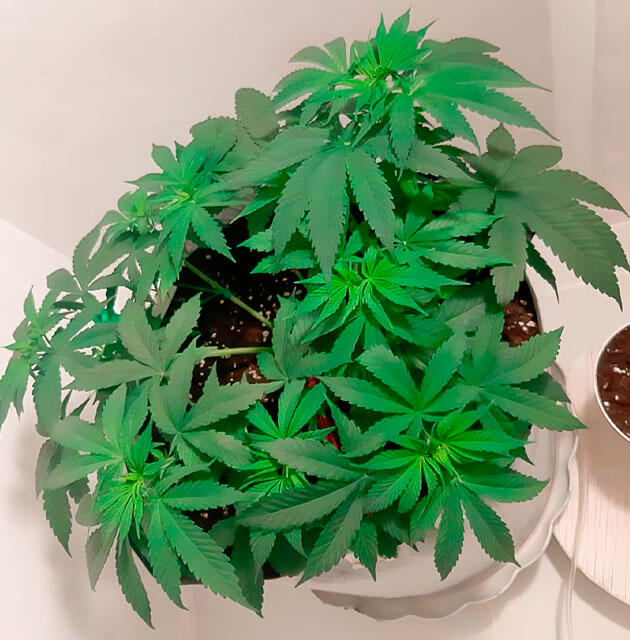 Стадия вегетации сорта Glue Sherbet