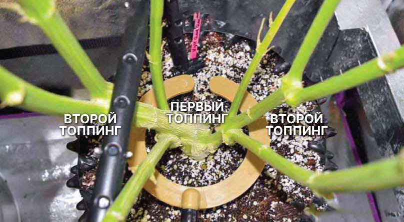 Подробнее о топпинге Куст после 3 топпингов