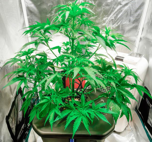 Смена светового режима и небольшая дефолиация Куст Zkittlez Auto от FastBuds ростом 40 см