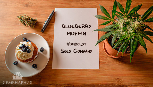 Гроурепорт сорта Blueberry Muffin