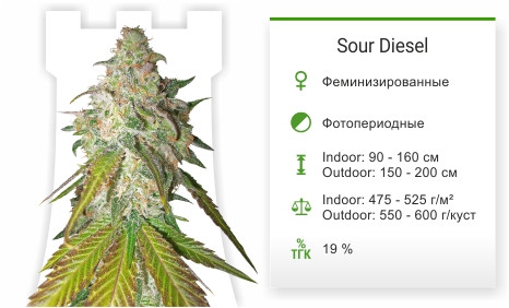Sour Diesel от Royal Queen Seeds