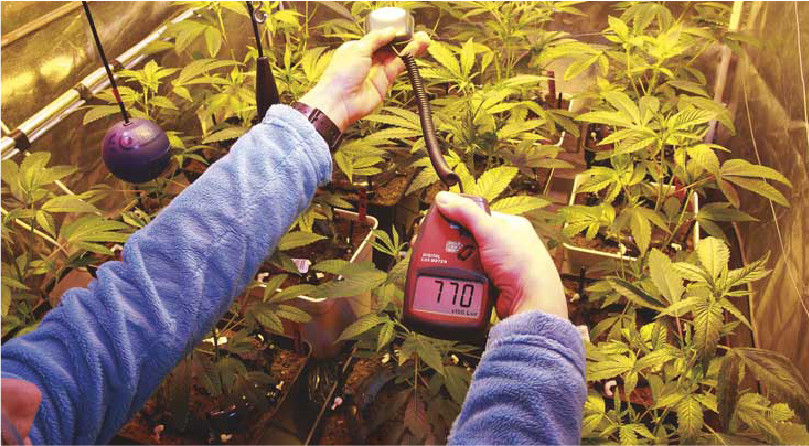 Качество освещения каннабиса Освещение конопли