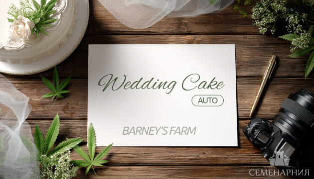 Выращивание сорта марихуаны Wedding Cake Auto от Barney's Farm