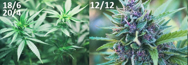 Световой режим для фотика Световой режим