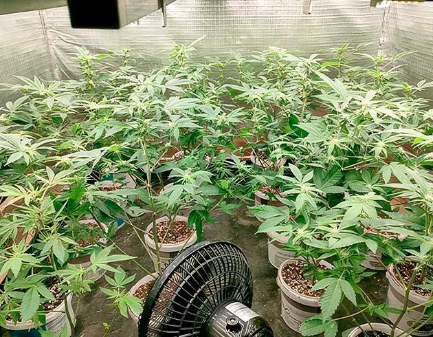 Установка вентилятора и смена цикла освещения Кусты Godzilla Glue #4 от сидбанка Herbies Seeds на 6 неделе