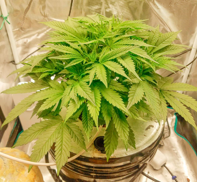 Подготовка к началу цветения Куст Bruce Banner Auto на 6 неделе выращивания