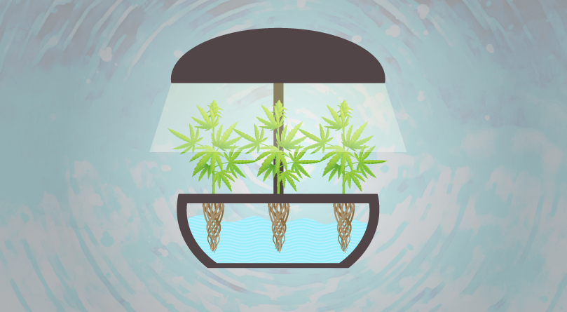 Выращивание марихуаны на гидропонике Каннабис и гидропоника