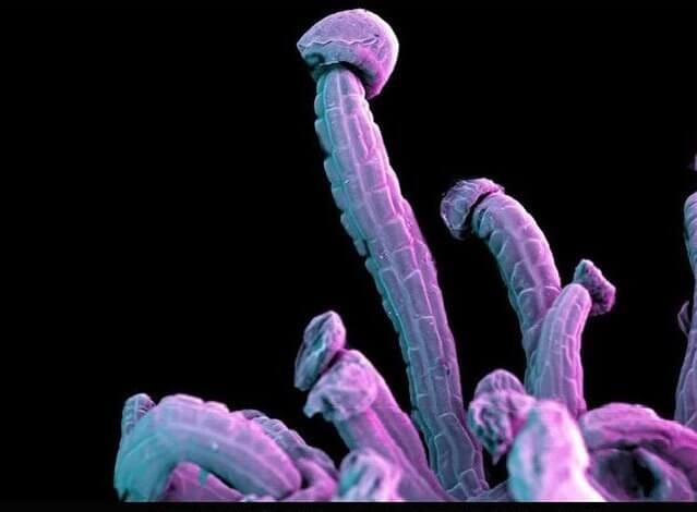 Железистое опушение цветка каннабиса