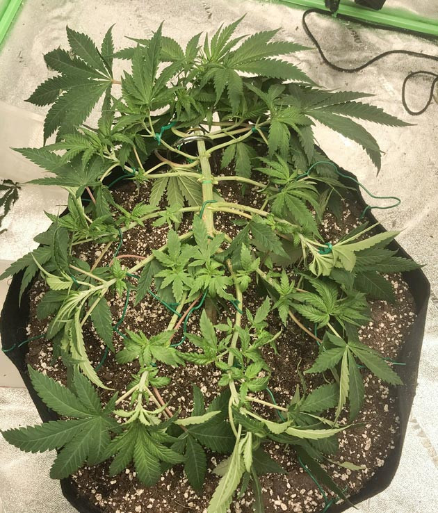 Дефолиация конопли на 5 неделе Куст после дефолиации