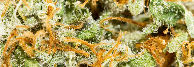 Автоцвет на стадии цветения Цветения автоцветущей конопли