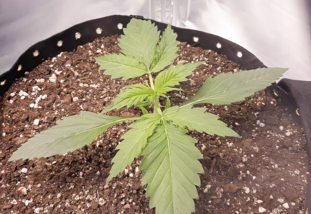 2 неделя выращивания Куст на 8 день выращивания