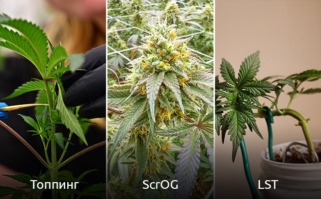 Тренировки на стадии вегетации Методы повышения урожайности