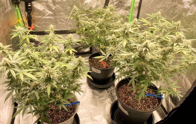 Кусты Blueberry Muffin на 12 неделе выращивания