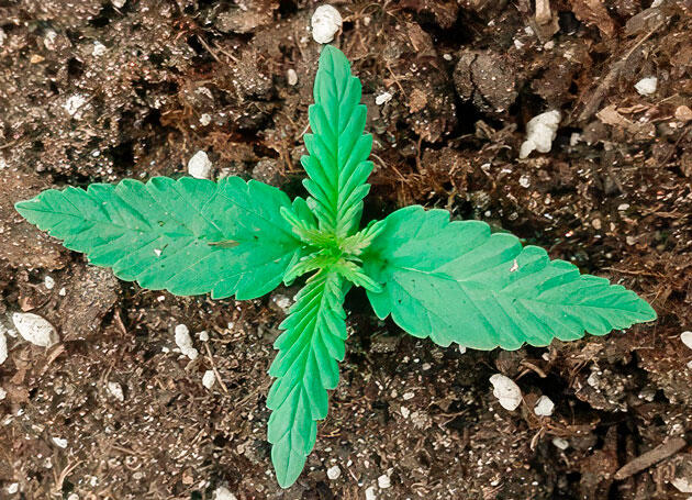 1 неделя выращивания Glue Sherbet от AlphaFem Seeds