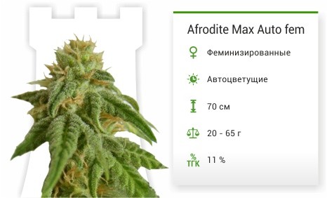 Сорт марихуаны Afrodite Max Auto Afrodite Max Auto fem от Kannabia Seed Company