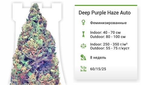 Deep Purple Haze Auto Deep Purple Haze Auto