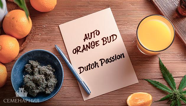 Гроурепорт сорта конопли Auto Orange Bud от Dutch Passion Выращивание сорта марихуаны Auto Orange Bud от Dutch Passion