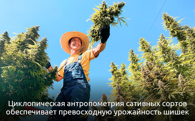 Особенности конопли сативы Особенности сативы