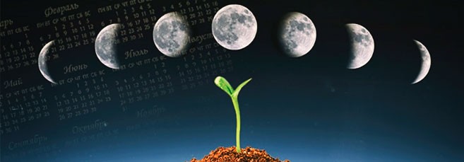 Выращивание конопли по лунному календарю В какую фазу луны выращивать коноплю