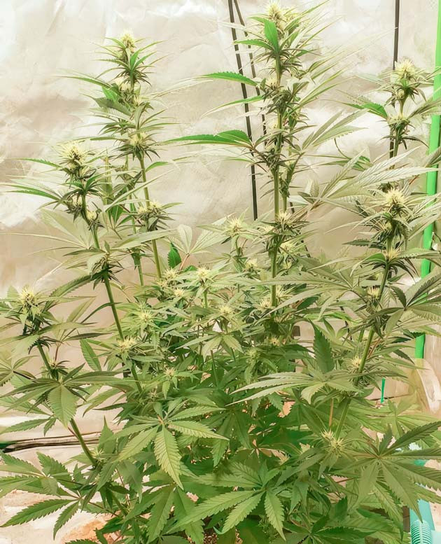 Развитие соцветий и появление трихом Куст Cafe Racer на стадии цветения