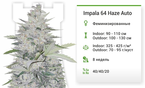 Impala 64 Haze Auto Impala 64 Haze Auto